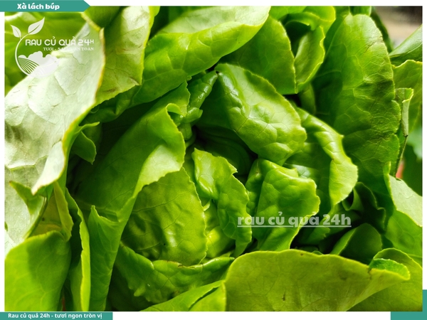 Xà lách mỡ (búp) thủy canh