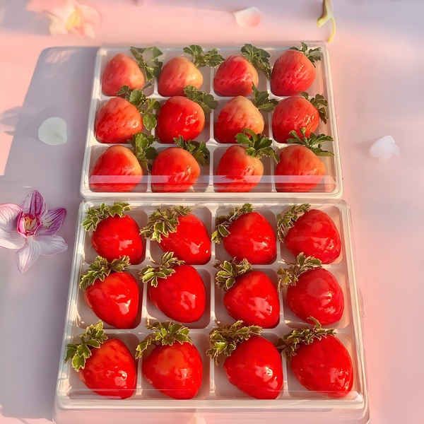 Hộp Nhựa Đế Trắng 12 Ô 5.3cm HC15 (10/50 hộp) Đựng Rau Câu, Bánh Mini, Xôi, Cup Set Tiện Dụng