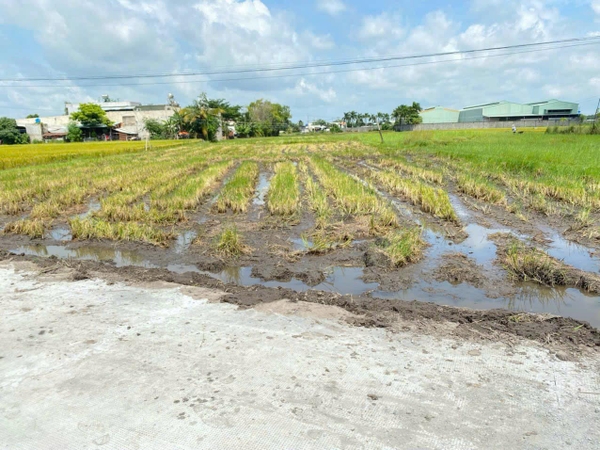 Ngộp nềnđất ở xã Mỹ hạnh Bắc đường bê tông xe hơi ra vào thoải mái  Diện tích: 10m x 40m full thổ