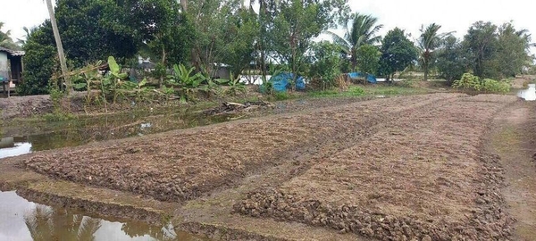 Bán đất ấp 1a xã hựu thạnh, huyện Đức Hòa