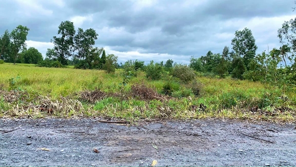 Bán Đất Khu Vực 1 Thị Trấn Đức Hòa Đường Đá Xanh Xe Benz Vô Tới Đất