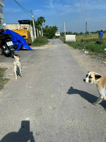 bán đất ấp bình lợi xã hòa khánh đông huyện đức hòa