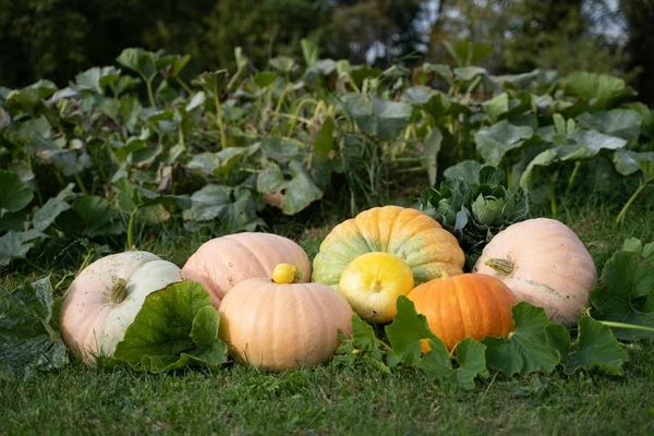 Nam giới ăn hạt bí ngô mỗi ngày – lợi ích vượt xa mong đợi!