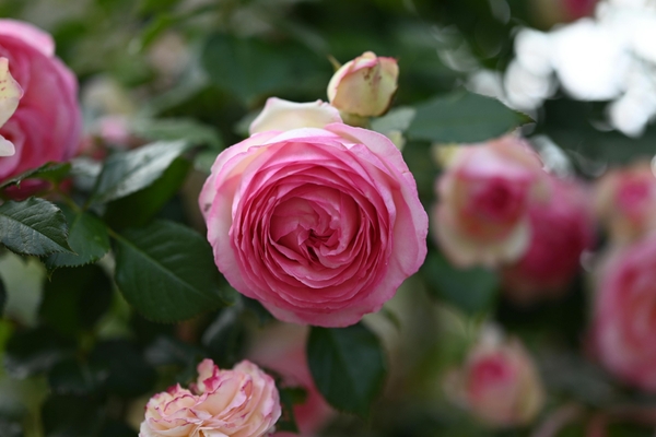 Chuyện đời thường tại Nhà thuốc Phúc An