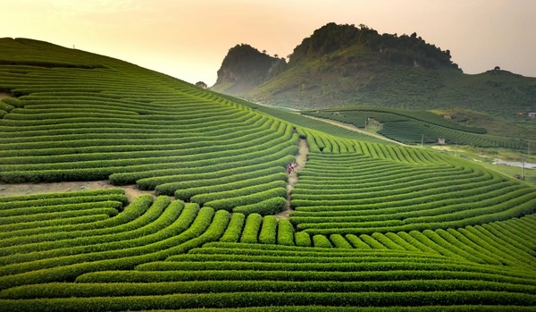 Các đồ uống giúp hạ huyết áp tự nhiên