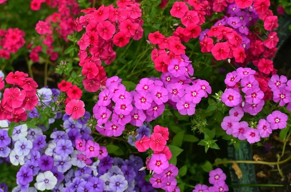 Chuyện đời thường tại Nhà thuốc Phúc An