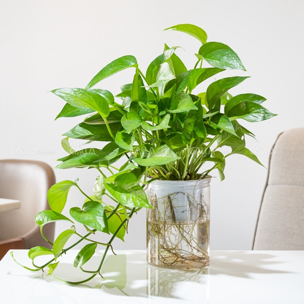 TS Trầu Bà CÂY LÁ Garden