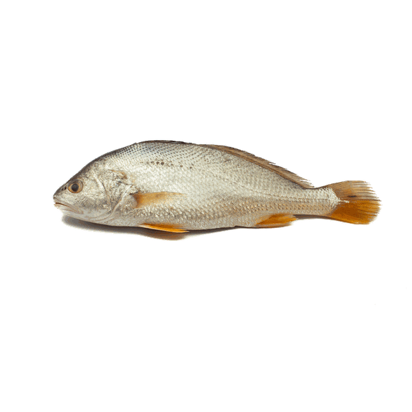 CÁ NGAO SIZE 3/4