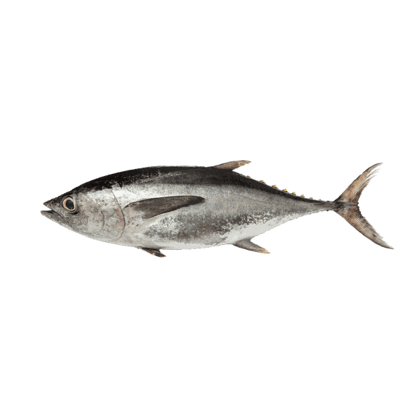 CÁ NGỪ BÒ SIZE 2000/5000
