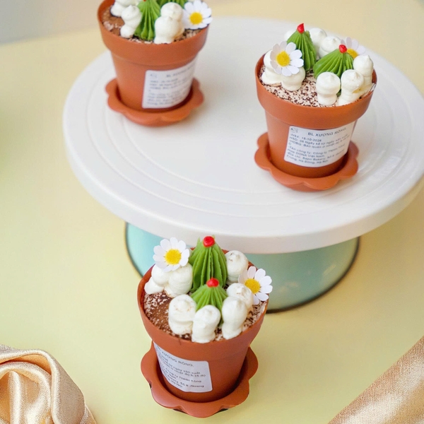 Bông Lan Xương Rồng