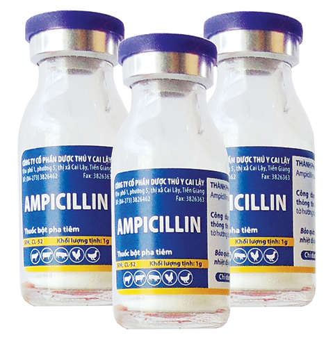 AMPICILLINE Thuốc bột pha tiêm điều trị tiêu chảy viêm ruột, viêm vú viêm tử cung thương hàn ecoli trên gia súc