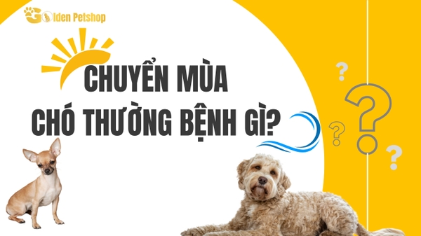 Chó bị bệnh gì khi thay đổi thời tiết?