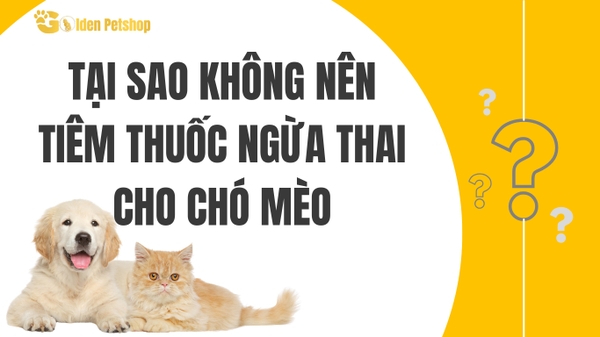 Tại sao không nên chích ngừa thai cho chó mèo?