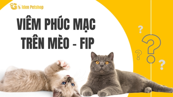 Viêm phúc mạc - FIP trên mèo đáng sợ như thế nào?