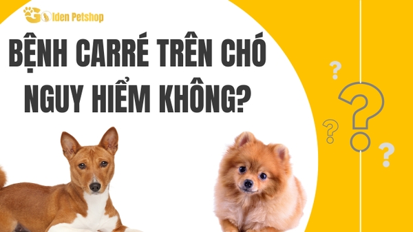 Bệnh Carre ở chó nguy hiểm như thế nào?