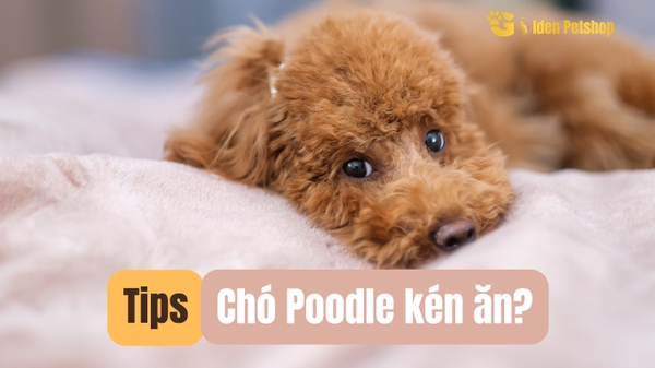 Chó Poodle quá kén ăn phải làm sao?