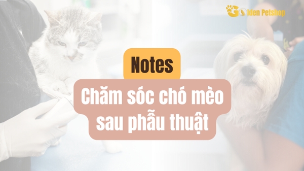 Chó mèo sau khi phẫu thuật cần lưu ý những gì?