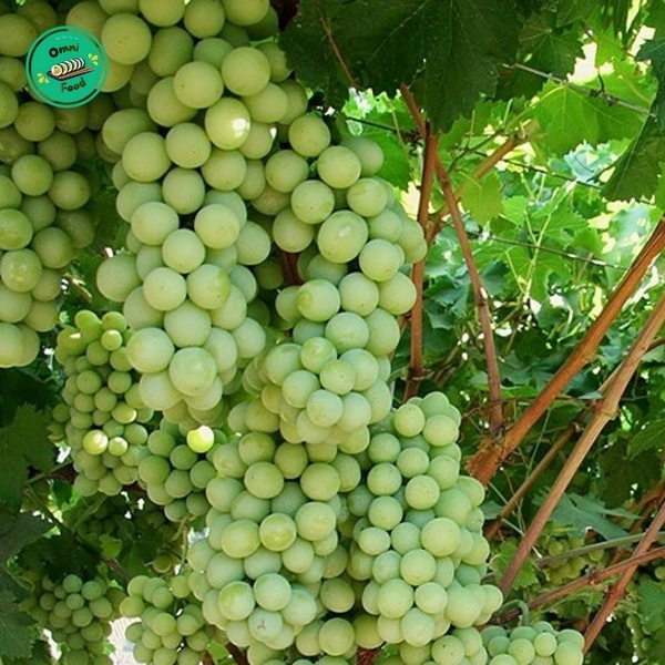 Nho Xanh Úc Autumn Crisp – Giòn Rụm, Ngọt Thanh, Siêu Tươi Ngon!