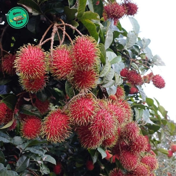 CHÔM CHÔM THÁI – TRÁI TO, CƠM DÀY, NGỌT GIÒN MÊ LY 🍒✨