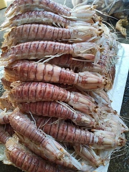 Bề Bề Hấp Sơ Size ĐẠI