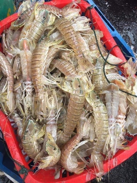 Bề Bề Hấp Sơ Size ĐẠI