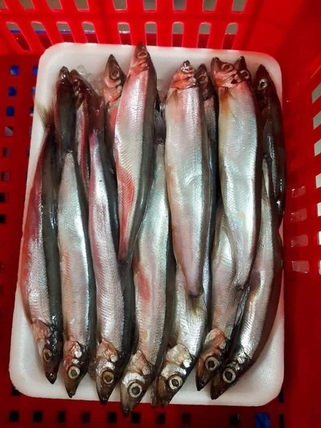 Cá Trứng (80% Cá có Trứng)