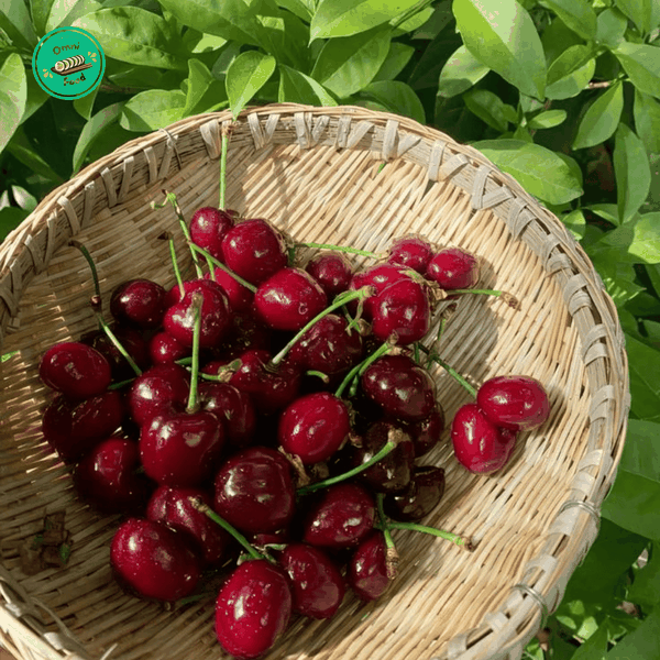 Cherry Nhập Khẩu – Trái Đỏ Mọng, Giòn Ngọt Tự Nhiên