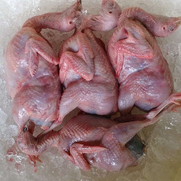 Chim Cút thịt loại to - Khay 10 con (700-900g/khay)