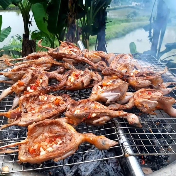 Chim Cút thịt loại to - Khay 10 con (700-900g/khay)