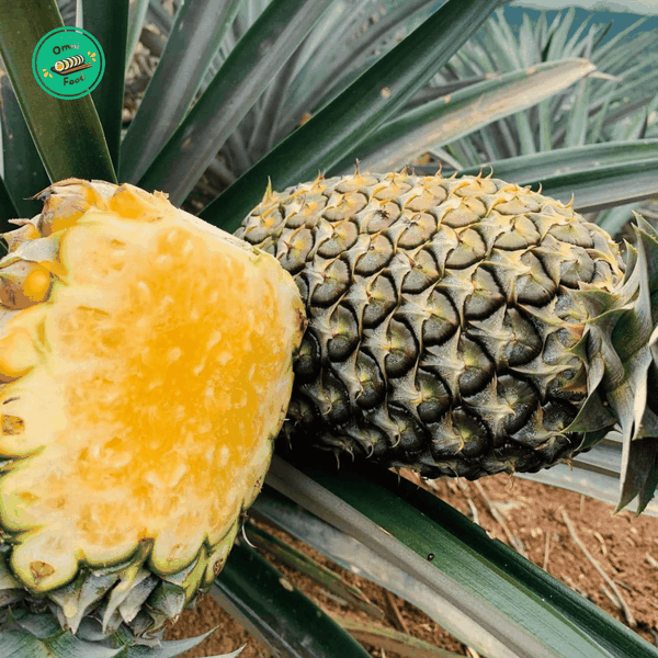 Dứa Mật Điện Biên – Ngọt Đậm Tự Nhiên, Thơm Mát Vùng Cao
