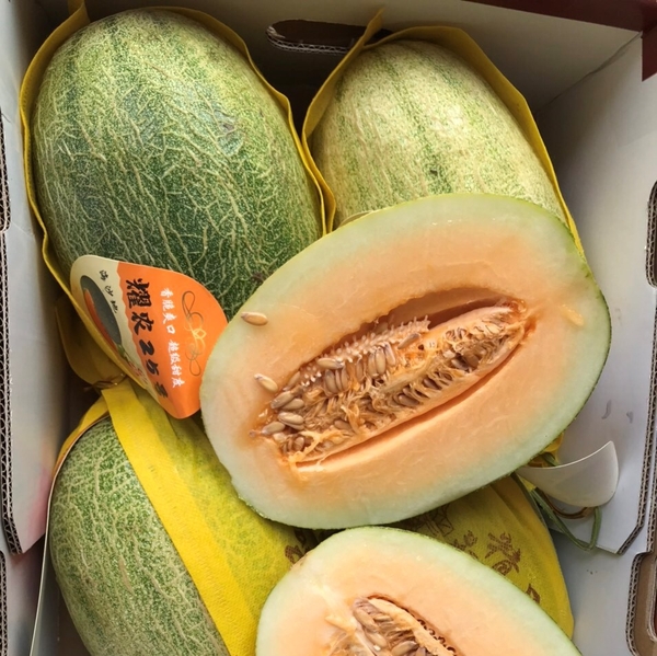 Dưa lưới Đài Loan