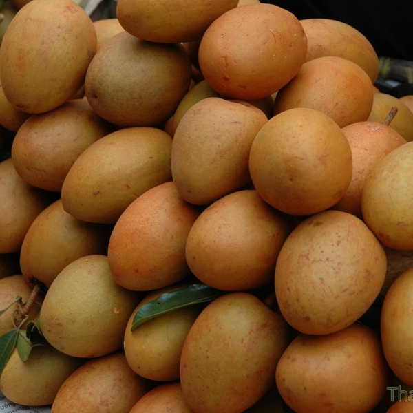 Hồng Xiêm Miền Tây