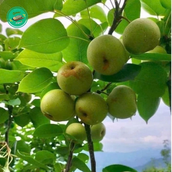 🍐 LÊ HÀN QUỐC PREMIUM – GIÒN TAN, NGỌT THANH, TƯƠI NGON CHUẨN HÀNG TUYỂN LOẠI 1