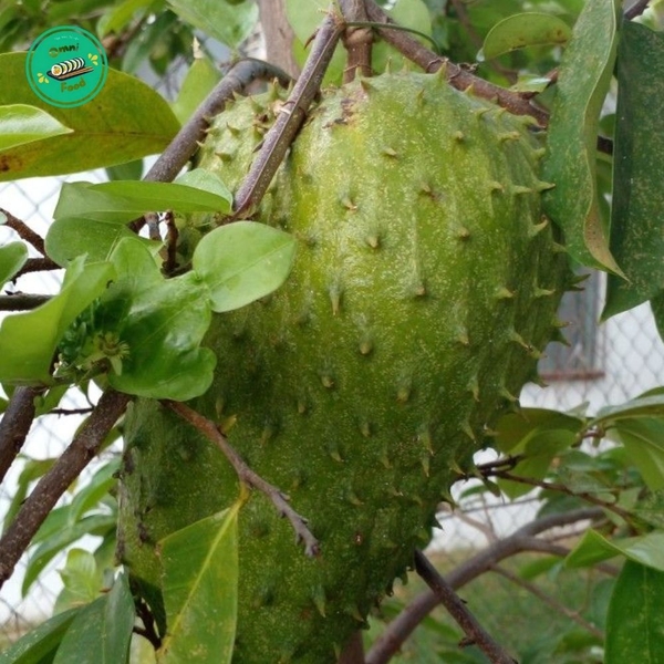 MÃNG CẦU XIÊM – THƠM CHUA THANH, MỀM MỊN GIẢI NHIỆT CỰC ĐÃ 🍃✨