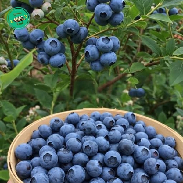 🫐 Việt Quất Tươi Ngon – Chống Oxy Hóa, Bổ Dưỡng, Tươi Mát