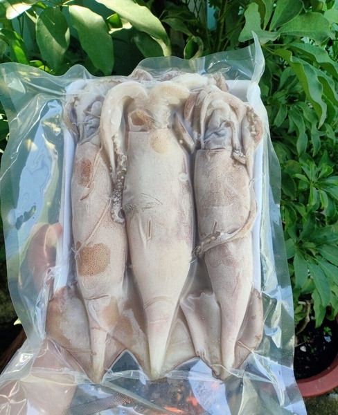 MỰC ỐNG INDO HÀNG HÚT CHÂN KHÔNG