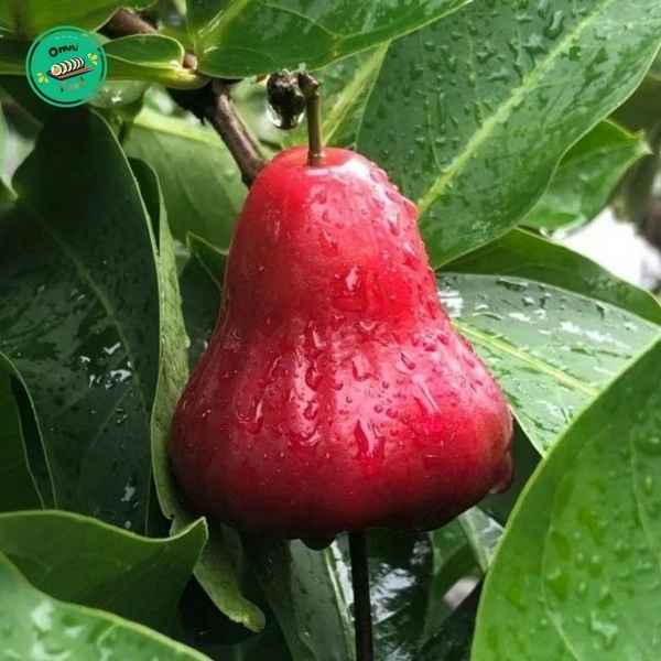 🥭 Quả ROI – Ngọt Ngào Từ Thiên Nhiên