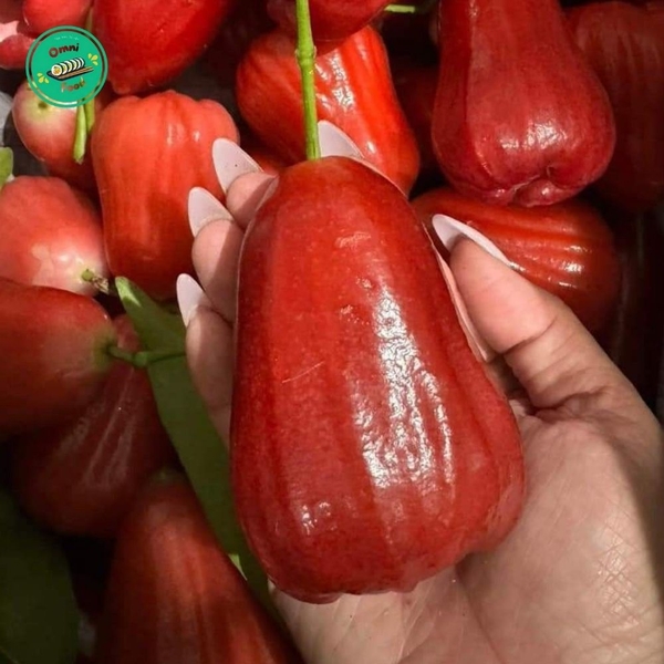 🥭 Quả ROI – Ngọt Ngào Từ Thiên Nhiên