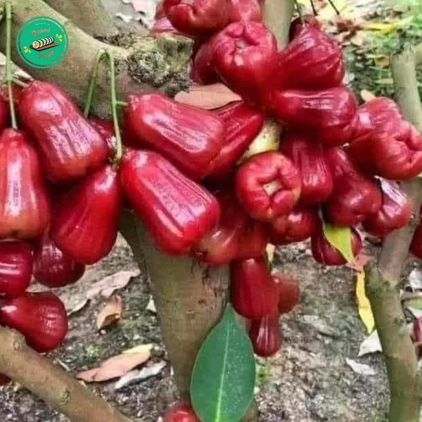 🥭 Quả ROI – Ngọt Ngào Từ Thiên Nhiên