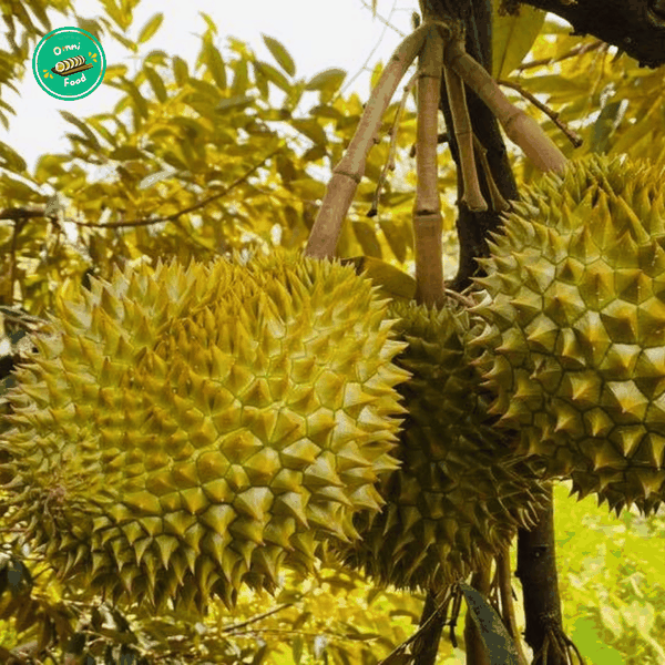 Sầu Riêng Tây Ninh – Cơm Vàng Dẻo, Béo Thơm Đậm Vị