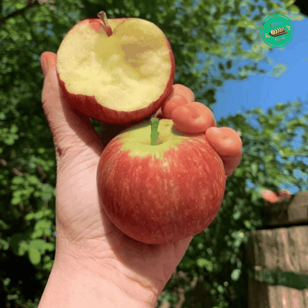 Táo Nam Phi – Giòn Ngọt Tự Nhiên, Tươi Mát Mỗi Ngày
