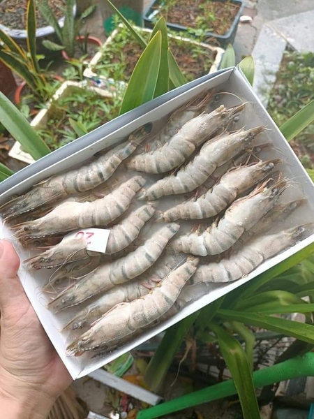 Tôm Sú Biển Xuất Khẩu