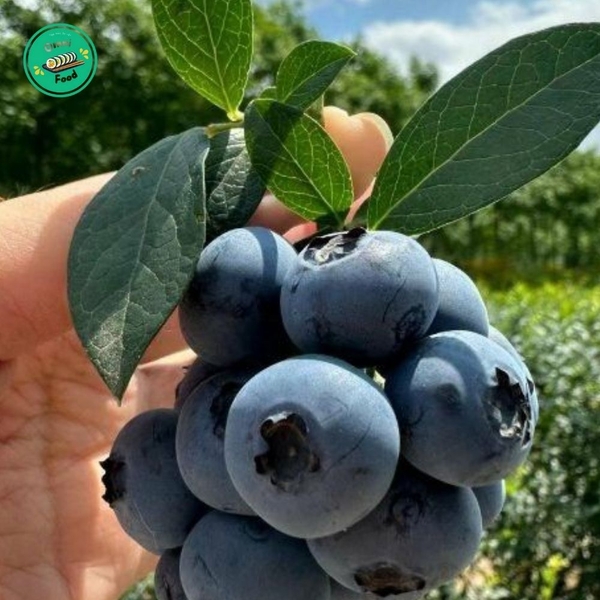 🫐 Việt Quất Tươi Ngon – Chống Oxy Hóa, Bổ Dưỡng, Tươi Mát