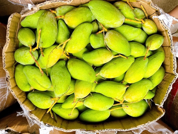 Xoài bao tử