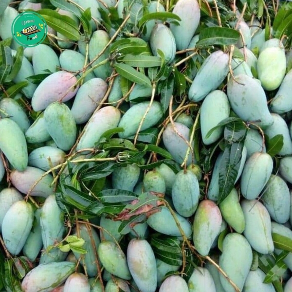 XOÀI ĐÀI LOAN – GIÒN THANH, NGỌT DỊU, ĂN LÀ “GHIỀN”