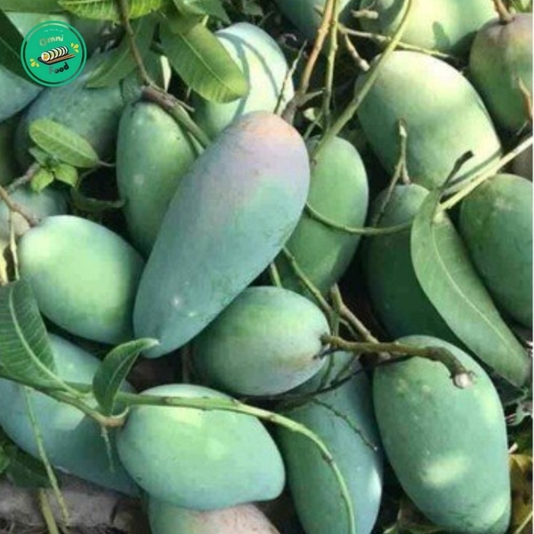 XOÀI ĐÀI LOAN – GIÒN THANH, NGỌT DỊU, ĂN LÀ “GHIỀN”