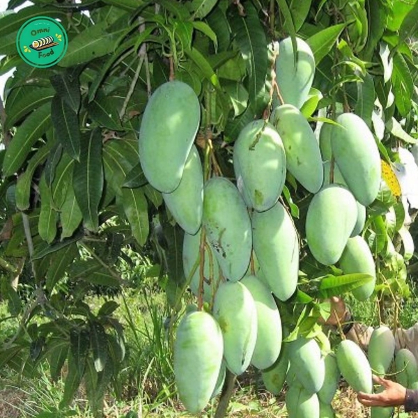 XOÀI ĐÀI LOAN – GIÒN THANH, NGỌT DỊU, ĂN LÀ “GHIỀN”