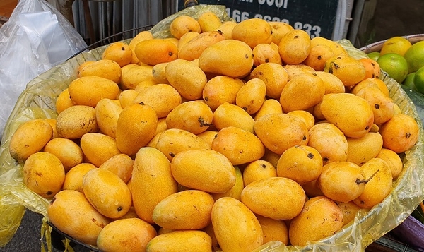 Xoài hạt lép