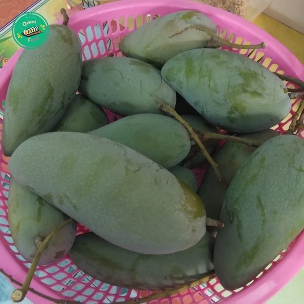 XOÀI HẠT LÉP – NGỌT THANH ĐỘC ĐÁO, ĂN ĐÃ MIỆNG, HẦU NHƯ KHÔNG CÓ HẠT