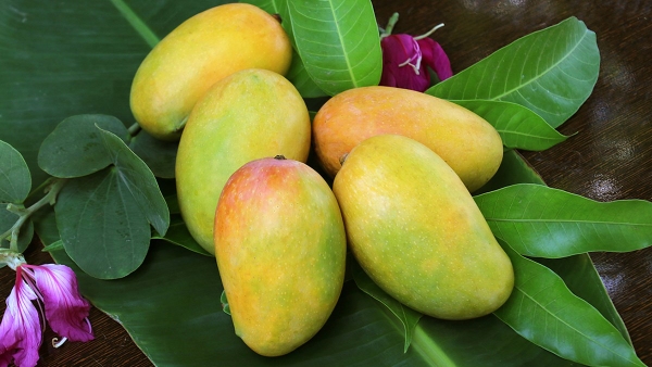 Xoài tứ quý
